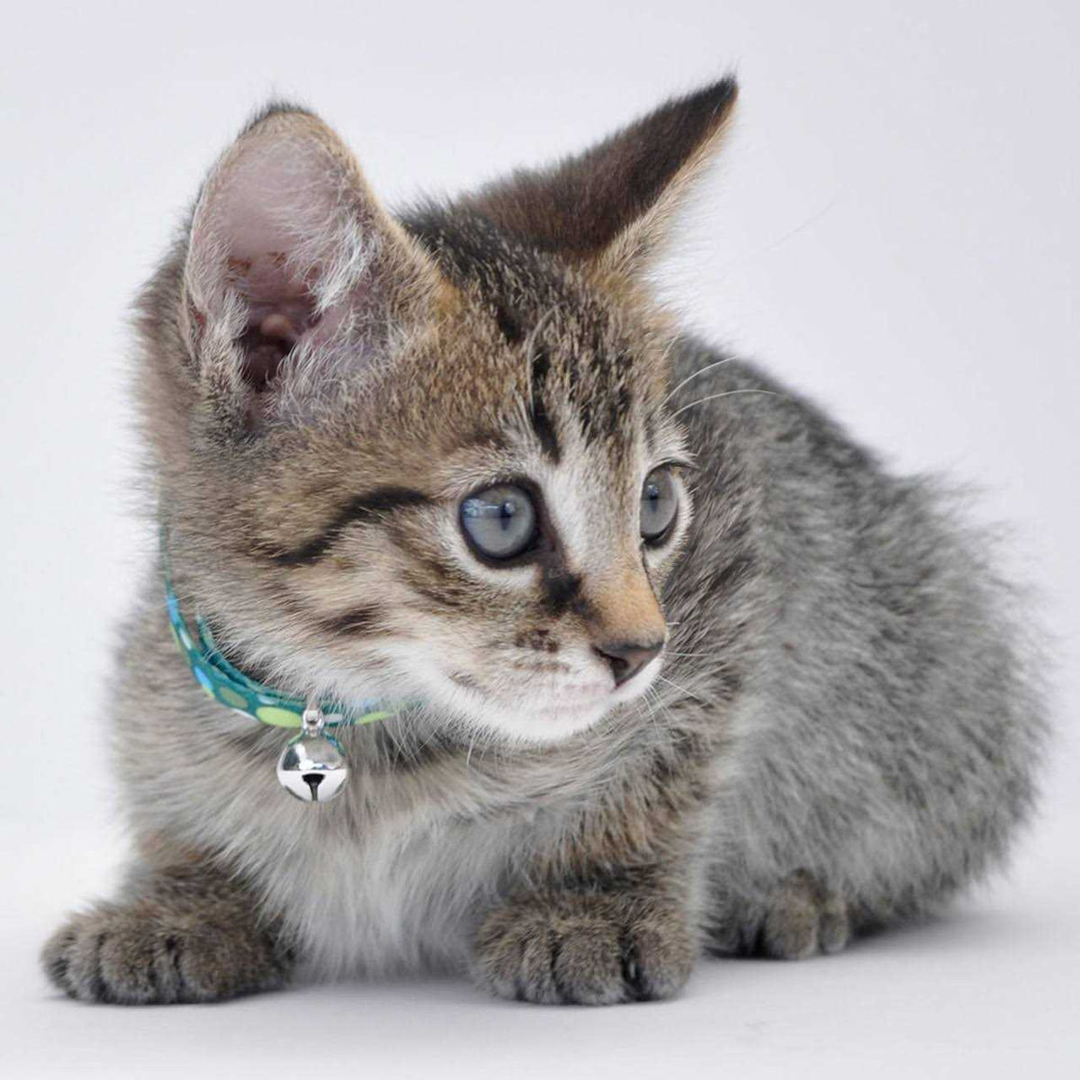 Adjustable Breakaway Kitten Collar S2297