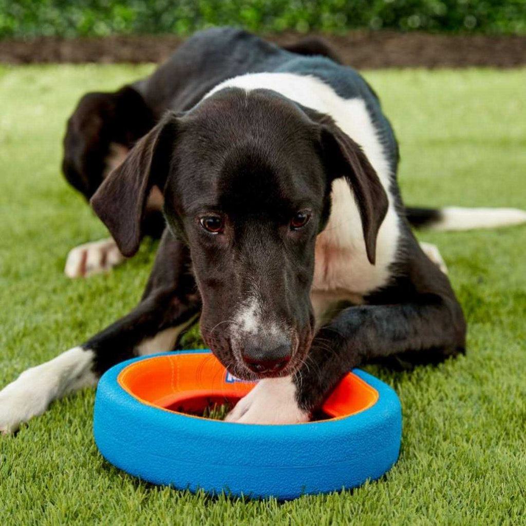 Dog Toy Z91405