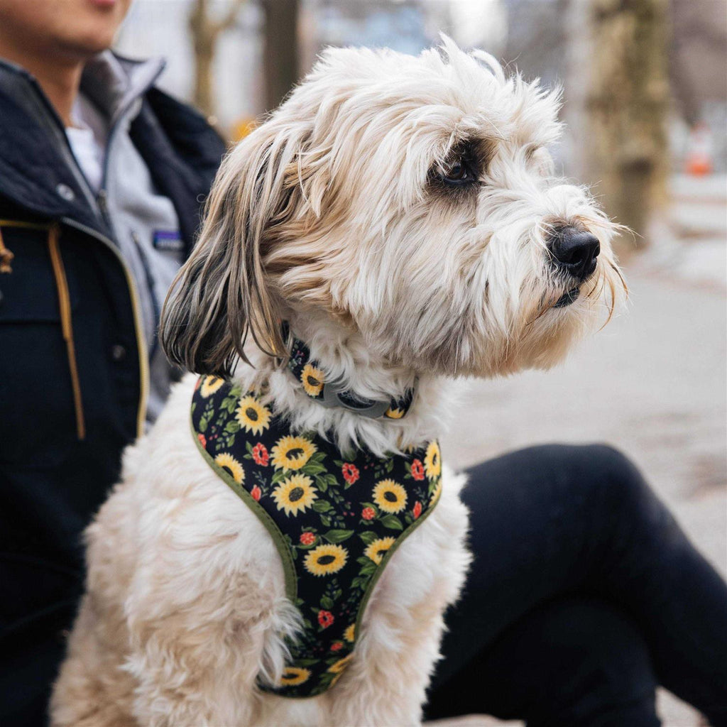 Adjustable Dog Collar S23814
