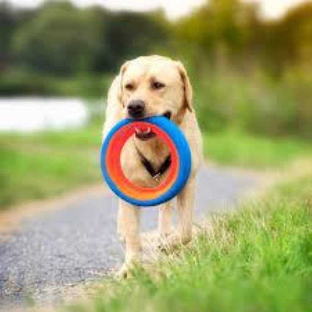 Dog Toy Z91405