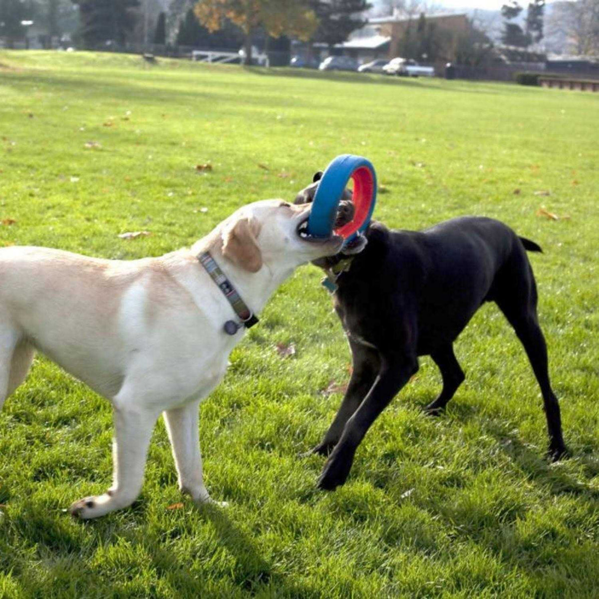 Dog Toy Z91405