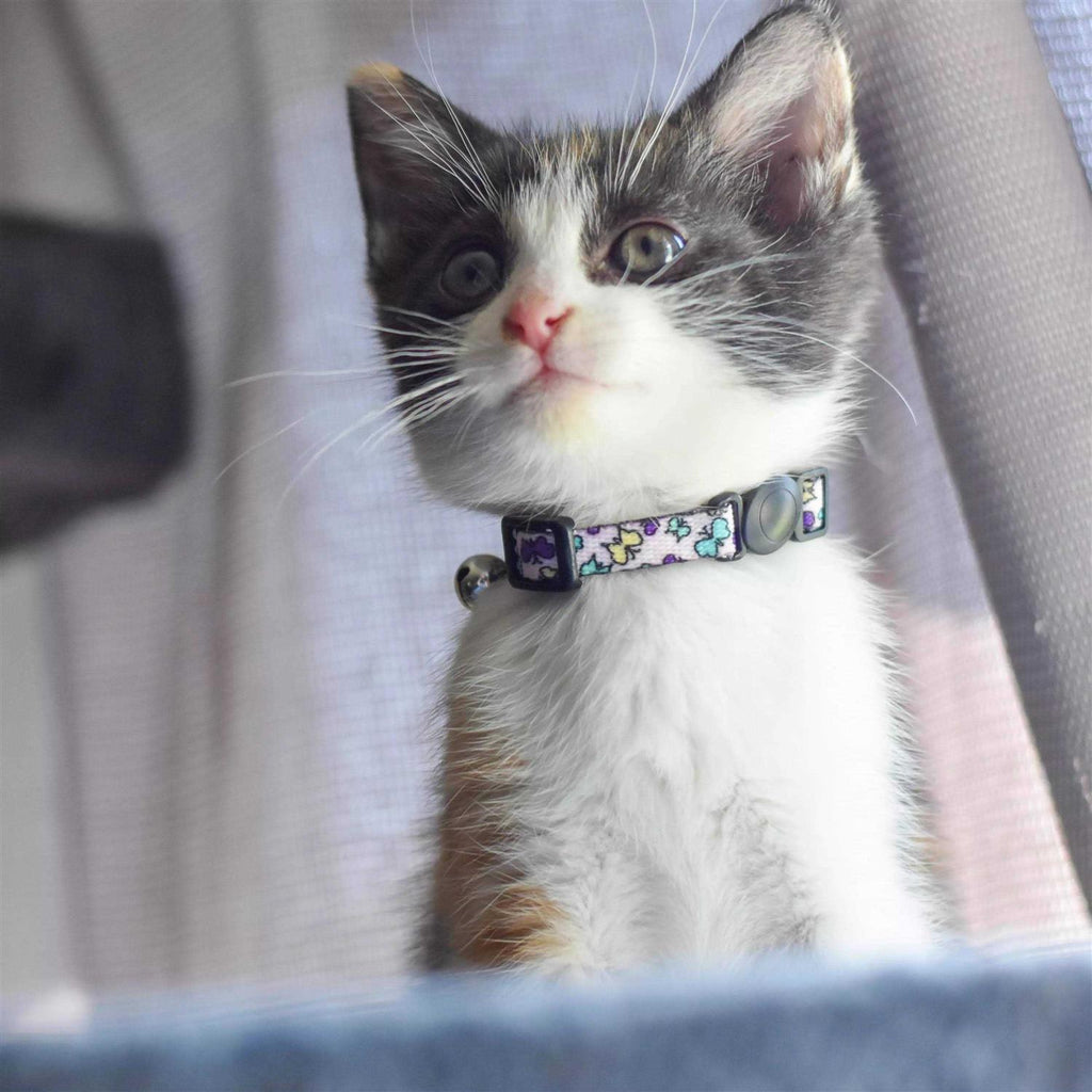 Adjustable Breakaway Kitten Collar S2297